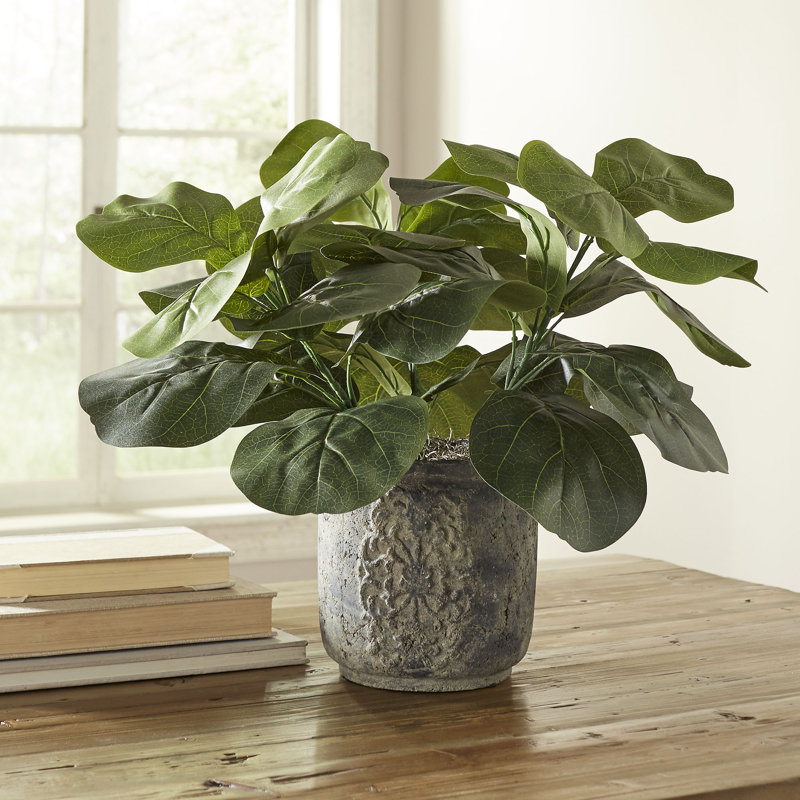 Three Posts™ Planterted Fiddle Leaf Fig Plant Desktop Plant in Planter